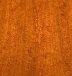 Yellow Oak